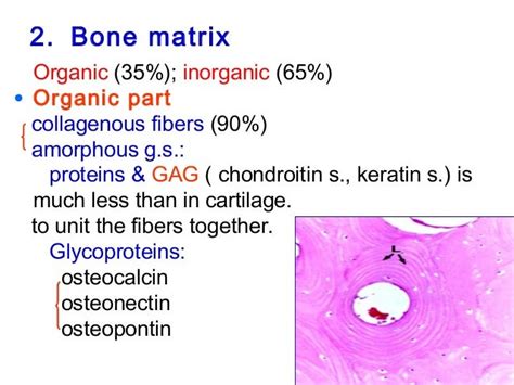 04 Cartilages And Bone