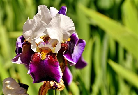 Download Free Photo Of Irisflowersummerplant Yellowgarden From