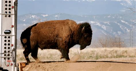 Buffalo Nearing Extinction Moved To Safety