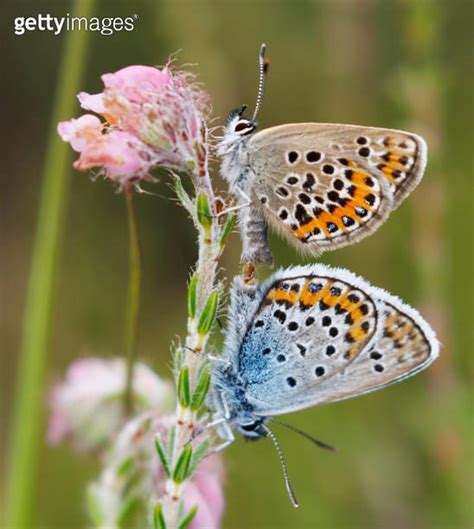 Silver Studded Blue Butterfly Plebejus Argus Mating 이미지 1406692397
