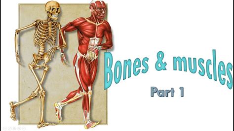 The muscle acts as the effort force; Bones and Muscles - Part 1, 5th Standard, Science, CBSE - YouTube