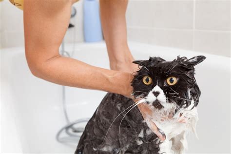 How To Dry A Cat After A Bath Without Getting Scratched Pet Keen