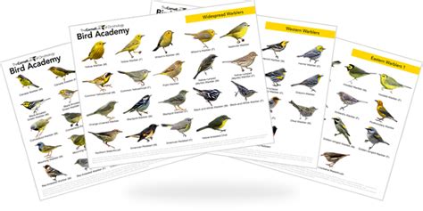 Be A Better Birder Warbler Identification Bird Academy The Cornell Lab