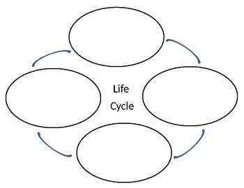Life Cycle Graphic Organizer By J Adams TPT