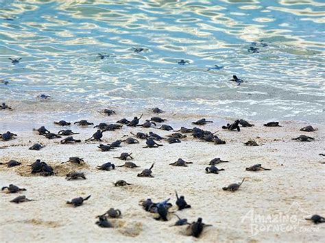 Sandakan Selingan Turtle Island Escape Amazing Borneo Tours