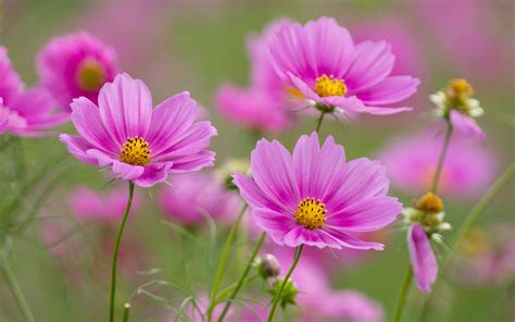 Cosmos Full Hd Wallpaper And Background Image 1920x1200 Id593263