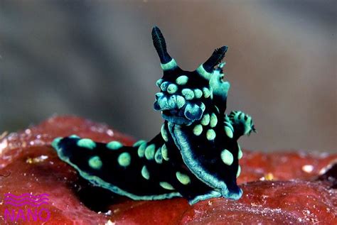 Sea Slug Cute Face Sea Slug Cool Sea Creatures Deep Sea Creatures