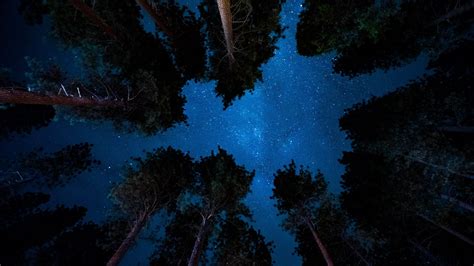 Wallpaper Starry Sky Night Trees Stars Hd Picture Image