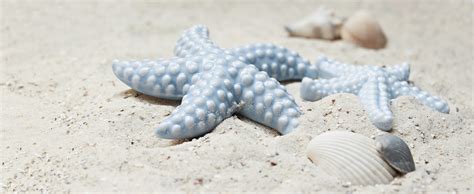 Wallpaper Starfish Shell Shore 5k Stock Images 15298