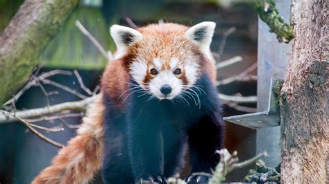 What Happens When Red Pandas Share Their Enclosure Red Pandazine