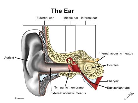 Ear Functional Anatomy - Ear, Nose, Throat - Medbullets Step 2/3