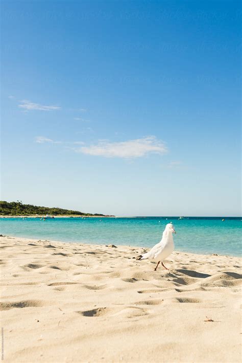 Seagull On The Beach By Stocksy Contributor Gillian Vann Stocksy