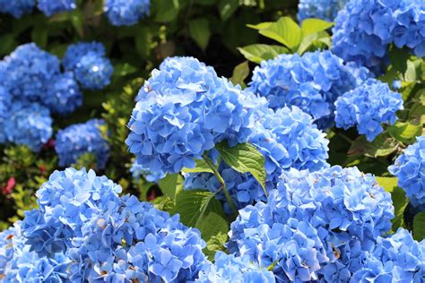 Blue Flower Names And Other Blue Flower Information ⋆ Floraqueen