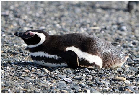 Magellanic Penguin Lying Down Photo Id 16735 Martillo