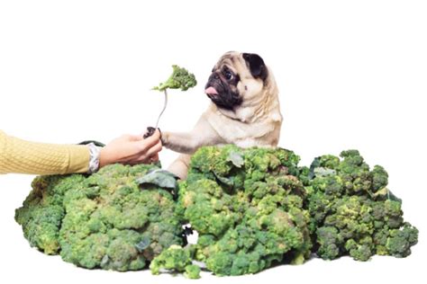 ¿pueden Los Perros Comer Brócoli Aquí Tienes Todo Lo Que Necesitas