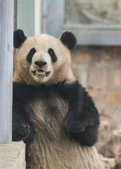 Giant Panda Meng Lan At Beijing Zoo Giant Panda Panda Panda Bear