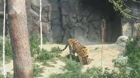 서울대공원 동물원 동물영상 모음 Seoul Zoo Animals Video Compilation