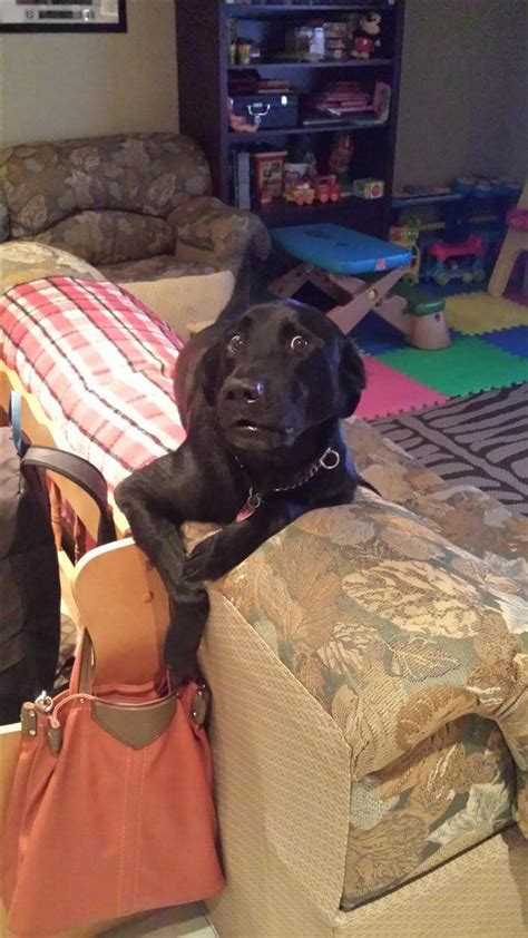 15 Hilariously Guilty Pets Caught In The Act