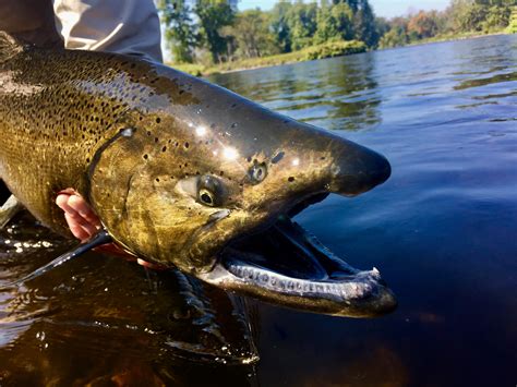 Douglaston Salmon Run New York Sept 24 27 2017 One Spot Remaining