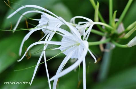 Bunga peace lily tumbuh dengan baik di air dan menghasilkan bunga yang spektakuler. rockriverstone: Bunga bakung. Spider lily. Hymenocalis ...