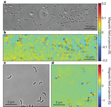 Wide Field Optical And Magnetic Images Of Magnetotactic Bacteria A
