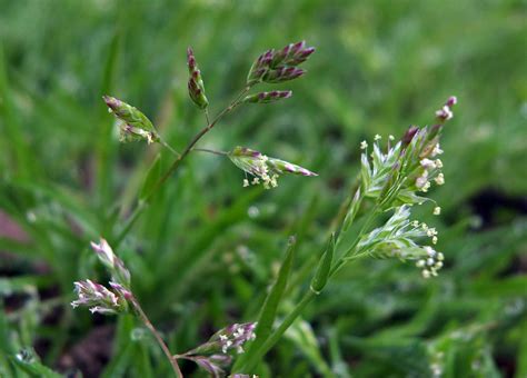 Poa Annua Poaceae