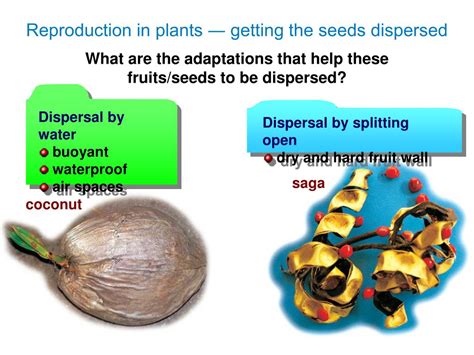 Ppt Seed Dispersal Powerpoint Presentation Id267798