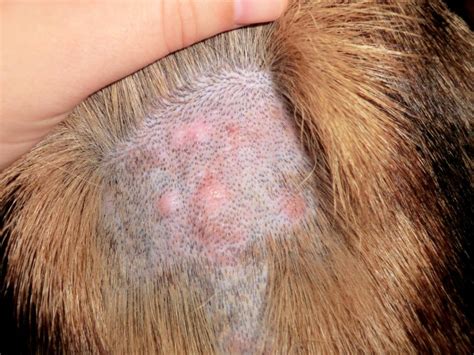 Pyoderma In Dogs The Munch Zone