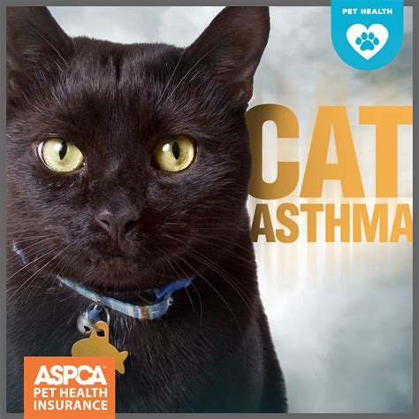 Cat sneezing can also be attributed to allergens and irritants like tobacco smoke, perfume, and chemical fumes. Cat Asthma: Causes and Symptoms | Cat Care | Cat asthma ...