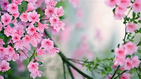 Download Spring Pink Flower Branch Flower Nature Blossom 4k Ultra Hd