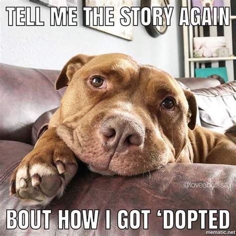 Pin By Michelle Johnson On Puppy Love Funny Animals Pitbulls