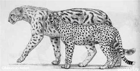 The Giant Cheetah Is An Extinct Species Of Big The Big Cat Blog
