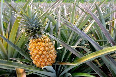 Jardinerie en ligne partenaire : Ananas (fruit) : origine, arbre, recettes et bienfaits ...
