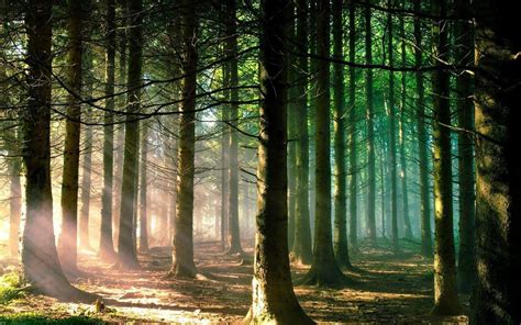 Forest Sun Rays Wallpapers Wallpaper Cave