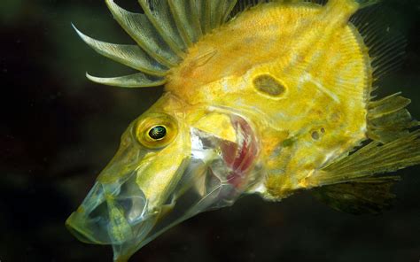 Beautiful Yellow Sea Fish Hd Wallpaper For Dekstop Mobile