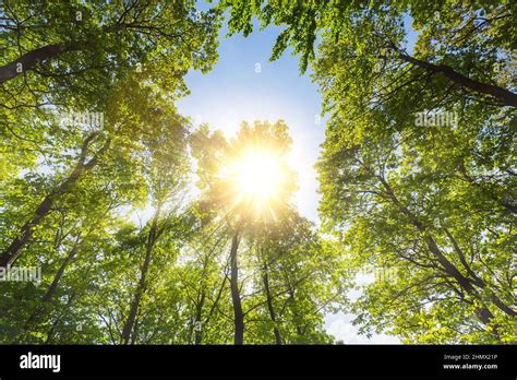Warm Spring Sun Shining Through A Hole In A Forest Treetop Stock Photo