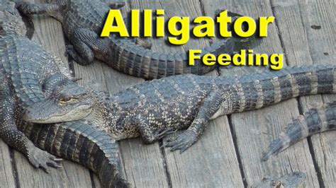 Alligator Feeding Youtube
