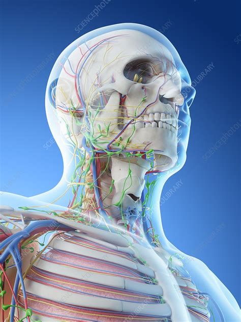 Head And Neck Anatomy Illustration Stock Image F Science