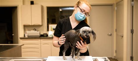 Examinations Indy Veterinary Care