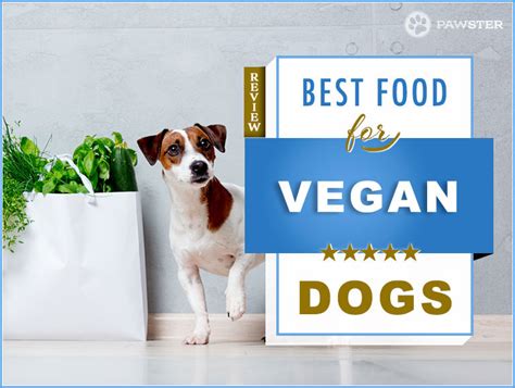 Best Vegan Dog Food Top 5 Vegetarian Options For Your Pooch Pawster