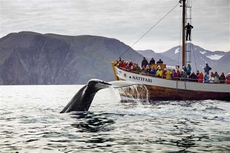Winter Whale Watching From Akureyri Icelandic Times
