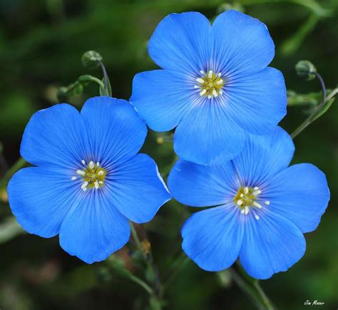 Wild Blue Flax Photograph By Jim Moser