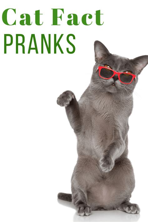 Cat Facts Prank The Best April Fools Prank Ive Ever Pulled We Love