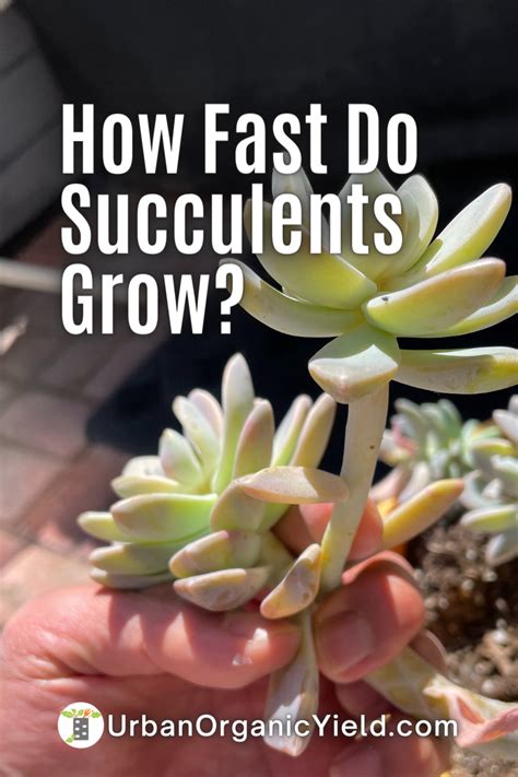 Succulents Can Be Rewarding To Grow At Home Do You However Know How