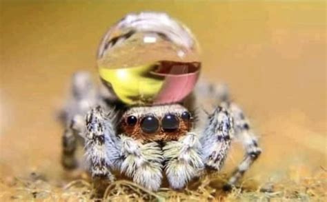 Peacock Spiders Sometimes Wear Water Droplets As Hat To Impress Potential Mates 9gag