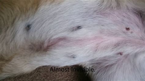 Dogs Spayed Post Op Scars Part 2 Cerberusk9uk Youtube