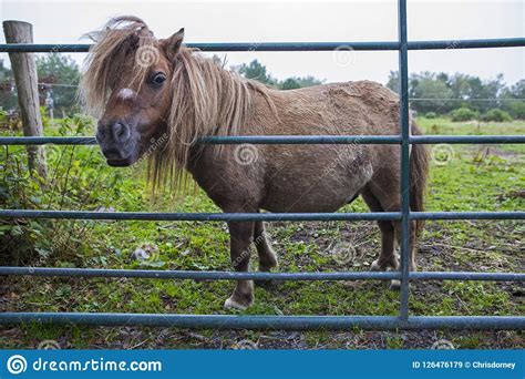 kerry bog pony stock image image  history destination