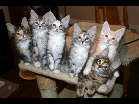 258 likes · 43 talking about this. Silver Classic Tabby Maine Coon Kittens - YouTube
