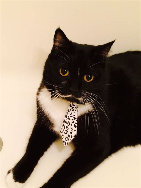 Best Looking Tuxedo Cat Around Cats