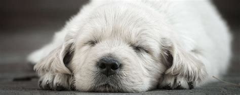 Why it happens, and what you can do. Get Puppy To Stop Crying At Night - Puppy And Pets